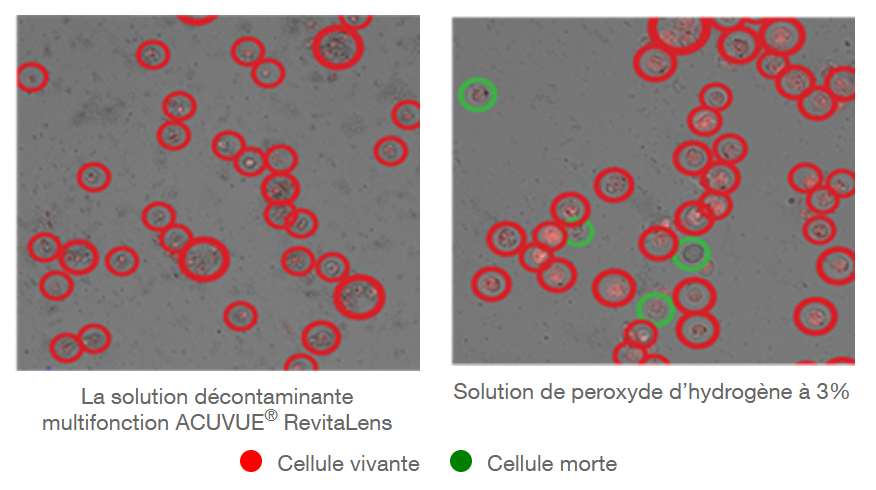 Acanthamoeba castellanii trophozoïtes